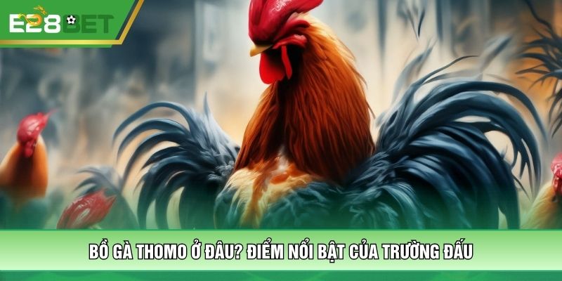 Bồ gà Thomo ở đâu? Điểm nổi bật của trường đấu