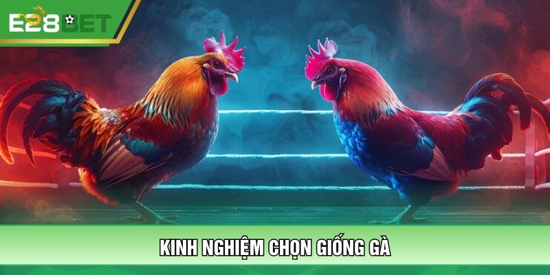 Kinh nghiệm chọn giống gà