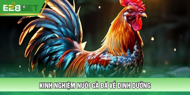 Kinh nghiệm nuôi gà đá về dinh dưỡng