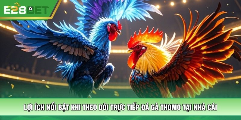 Lợi ích nổi bật khi theo dõi trực tiếp đá gà Thomo tại nhà cái