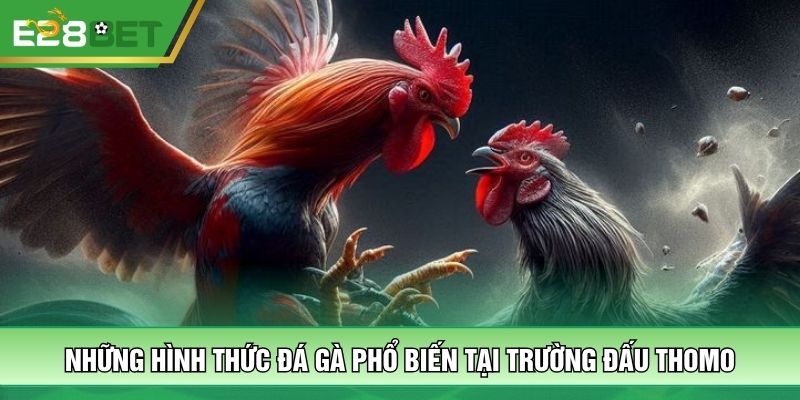 Những hình thức đá gà phổ biến tại trường đấu Thomo