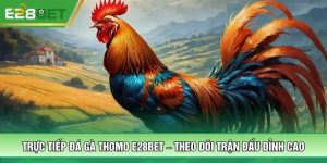 Trực Tiếp Đá Gà Thomo E28BET – Theo Dõi Trận Đấu Đỉnh Cao